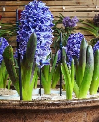 propagation by cuttings