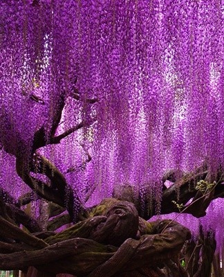 Each type of wisteria has several varieties, among which it is easy to find the right one.