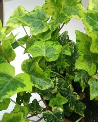 Such an ivy has spotted foliage.