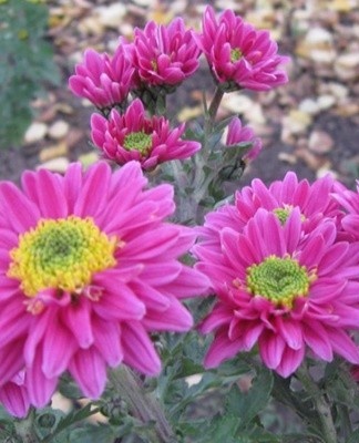 The flat varieties have flowers with a regular, open middle.