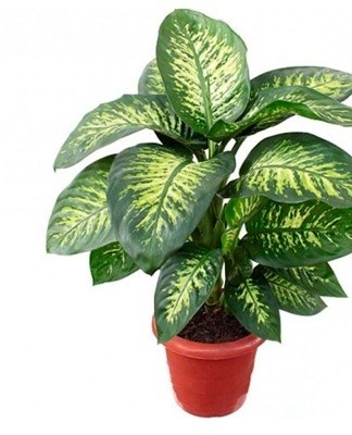  The leaves have a dark green tint and are covered with light spots.