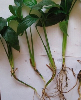 This is the easiest and most popular method of raising spathiphyllum.