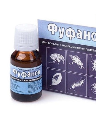 The use of insecticides - Fufanon, Aktara helps to cope with pests.
