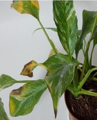 Leaf tip dryness is associated with increased air dryness.