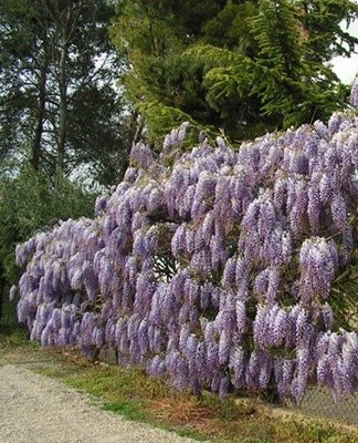 A very decorative and popular variety of Japanese wisteria in the form of a vine that can reach 8 meters.