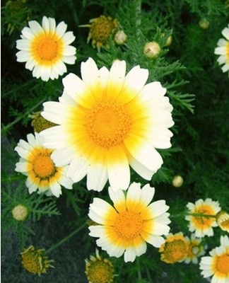 Medium-sized plant, the height of which does not exceed sixty centimeters.