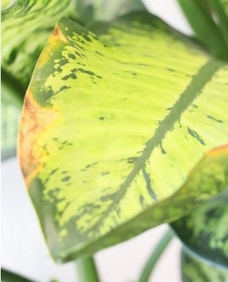 If the old leaves dry out, the dieffenbachia needs to be rejuvenated.