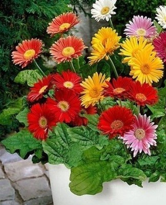 Rules for planting and caring for a garden gerbera, especially growing