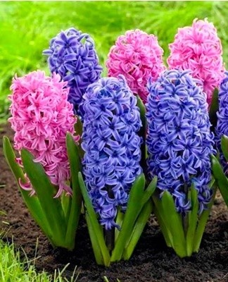 Combined with tulips and daffodils, they create the perfect wisteria backdrop.