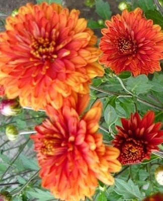 A double flower with compact inflorescences with a diameter of 6-8 centimeters.