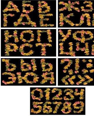 For children who are just starting to learn letters, you can create an alphabet from autumn leaves.