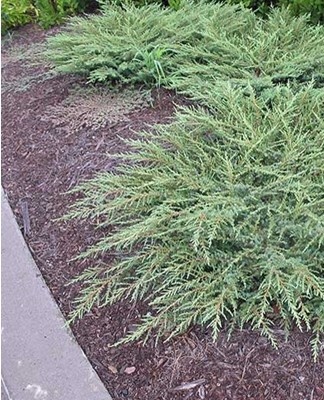 Most of all, undersized options are suitable for these purposes, which can be planted singly or in small groups.