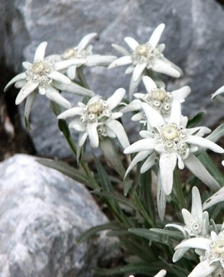 Crop planting should be done before the site is covered with gravel, rubble or pebbles.