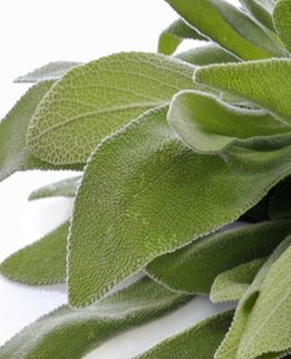 First of all, it is worth preparing fresh foliage.