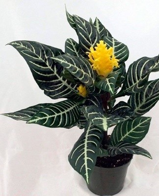 In autumn and winter, it tolerates a temperature drop of up to +10 degrees.