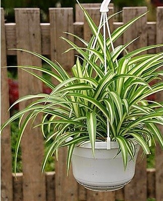 Compact variety with a small rosette of leaves.