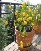 Rules for planting and caring for Meyer lemon at home, secrets of cultivation