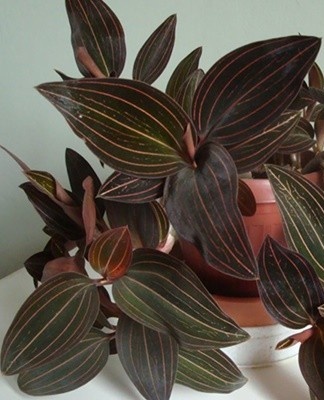 This variety is distinguished by wide leaves that reach 5 centimeters.