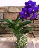 Rules for the care and cultivation of Wanda orchids at home