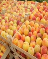 Rules and best ways to store apricots at home
