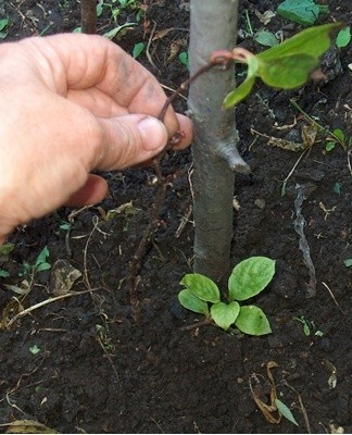 Soil acidity should be low.