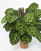 Rules for caring for a calathea flower at home, features of transplantation and reproduction