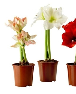 It is better to choose heavy pots so that the powerful peduncle does not fill the container with the plant.