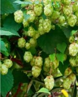 Rules for growing hops, features of planting and care