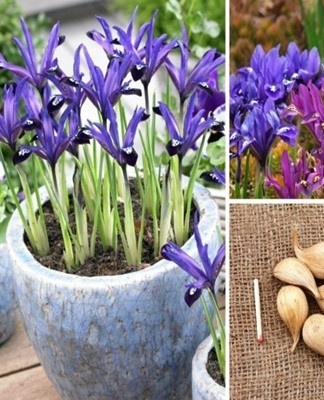Bulbs for planting irises are purchased at the store.