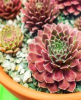 Planting and caring for a stone rose at home, selection methods