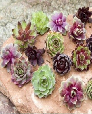 If the pink stone is strongly stretched, the reason also lies in the lack of full-fledged lighting.