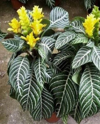  The soil for planting should be loose and breathable.