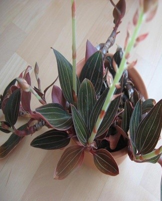 The optimal temperature regime during the day is + 20-22 degrees.