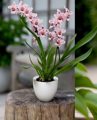 Cumbria needs light, it should be in a well-lit room.