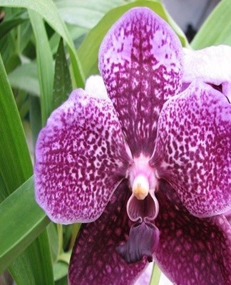 The orchid is named after Saint Thomas University in Manila.