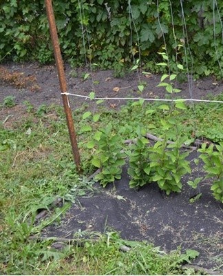They care for Chinese lemongrass according to the standard scheme
