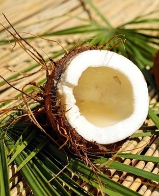 Fresh milk from a ripe nut can retain its freshness for 24 hours.