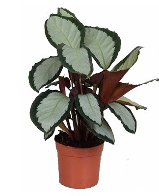 Dark green leaves with a pattern look like a tray