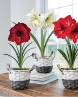 Rules for caring for amaryllis after flowering at home