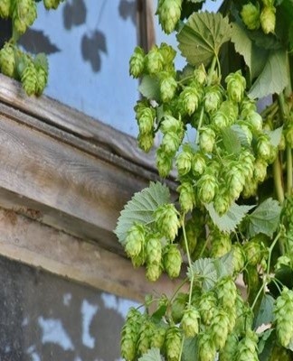In order to grow hops, the plant is recommended to provide complete nutrition.