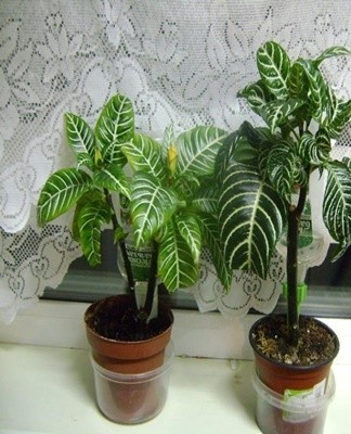 In order for the flower to stop appearing brown spots on the foliage, it must be rearranged in partial shade.