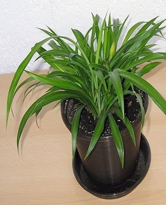 The flower is transplanted in the spring.