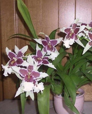 With the onset of spring, the orchid standing on the windowsill should be protected from direct sunlight.
