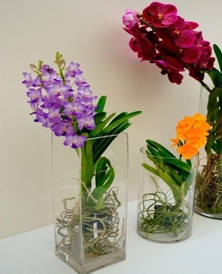 Wanda is grown with a bare root system, that is, in a transparent pot, without soil.