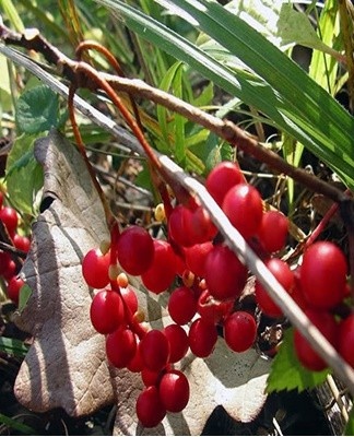 This manipulation is one of the main factors in the successful cultivation of Schisandra chinensis.