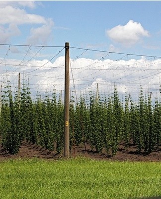 Some hop shoots are capable of reaching 10 meters.