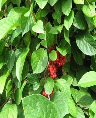 The disease can be detected in distinct brown foci of angular or round shape.