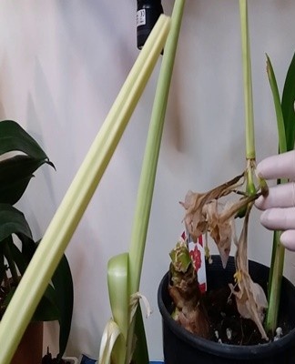 Diseases, parasites and violations of the conditions of detention have a negative impact on the appearance