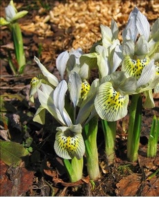 If bacteria have infected the root system of irises, it is best to dig up the plant and examine the bulb.