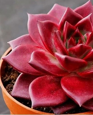 In the process of formation, the flower practically does not need, in this matter everyone is guided by their own taste.